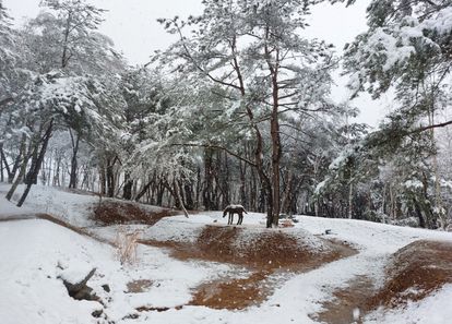 [경기 양평] 더마구 숲길 리프레시 데이 패키지 썸네일